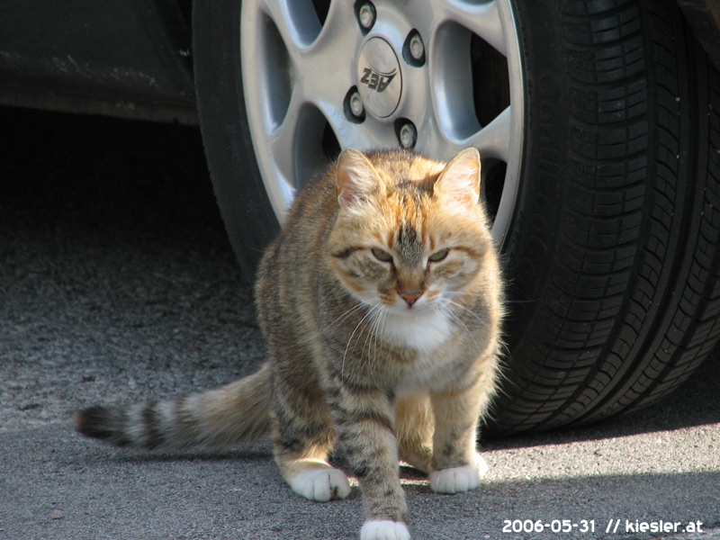 cat approaching