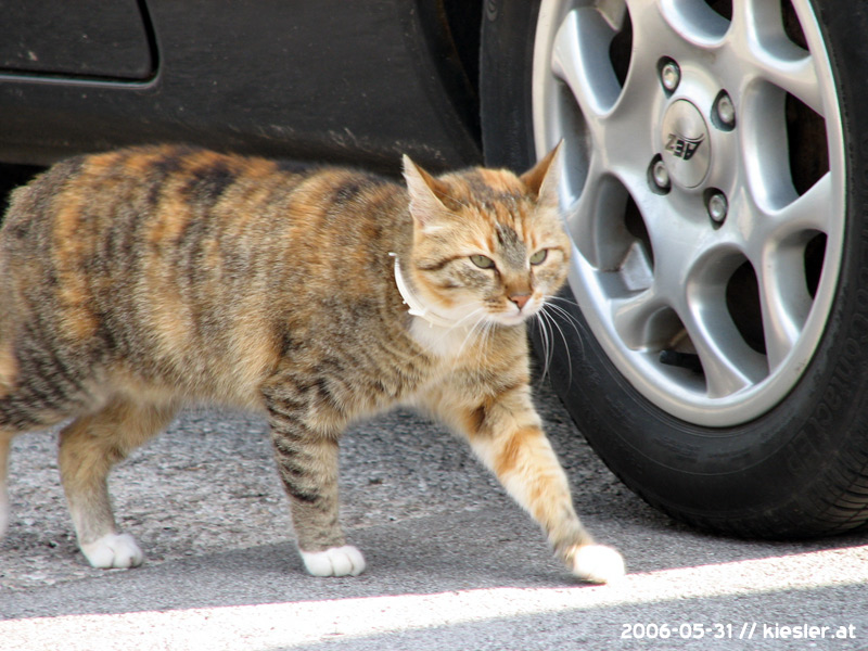 cat walking