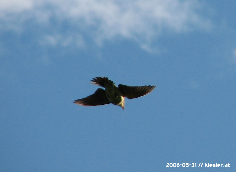 Bussard