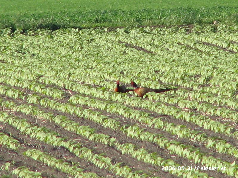 Pheasants 1