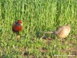 Pheasants 2