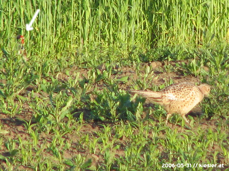 Pheasants 3