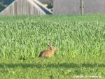 Rabbit Sitting